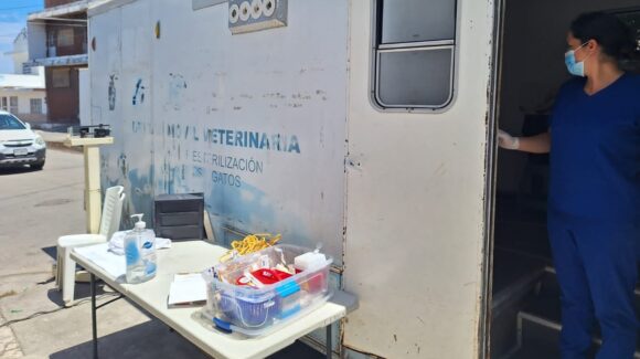 Actúa Gobierno de Mazatlán por bienestar animal y salud pública en la Venustiano Carranza