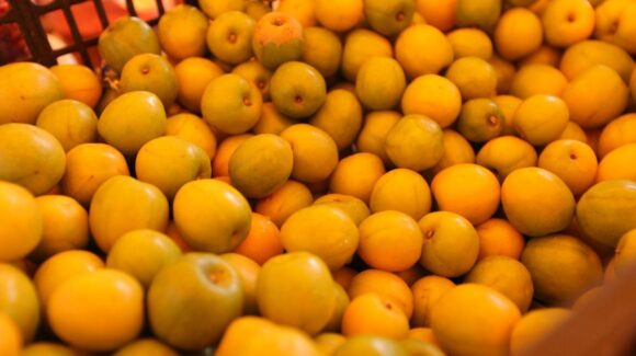 Feria de la Ciruela 2025 llena de colores y sabores Aguacaliente de Gárate