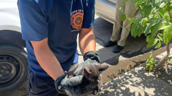 Rescatan a un gatito del motor de un auto en la zona norte de Mazatlán