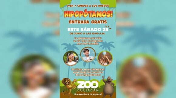 Invitan GRATIS a conocer los hipopótamos del Zoo de Culiacán; les buscan nombre