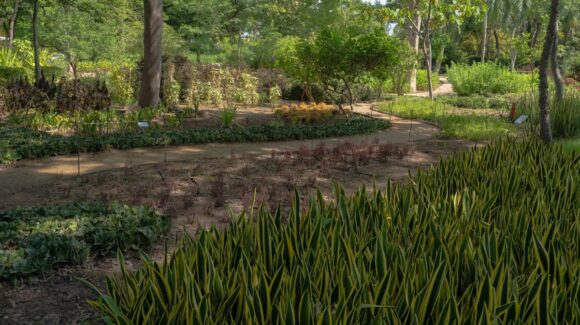 Recomienda Sociedad Botánica alternativas para mitigar la erosión del suelo y la escasez de agua