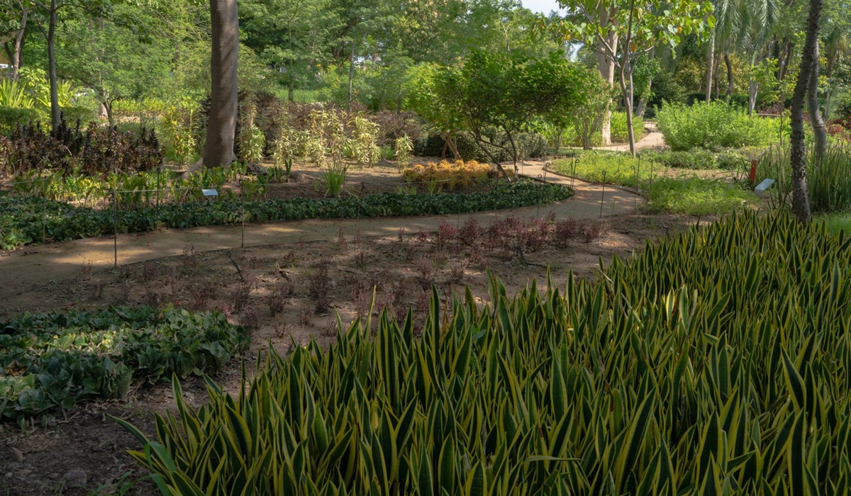 Jardín Botánico Culiacán