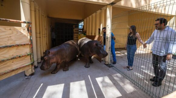 Pareja de hipopótamos llega al Zoológico de Culiacán; invitan a la ciudadanía a ponerles nombre