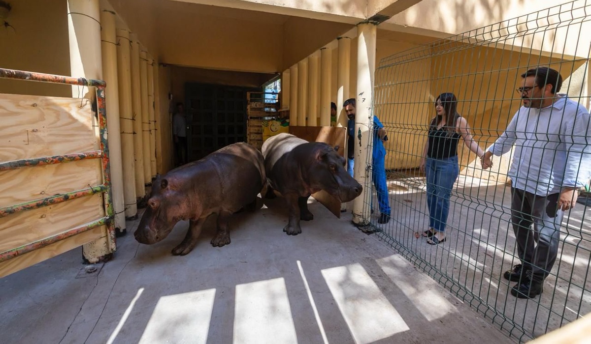 Llega pareja de hipopótamos al Zoológico de Culiacán