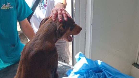 Aunque un poco decaída, “Esperanza” se va recuperando y ha comido bien: Fundación Balto y Togo