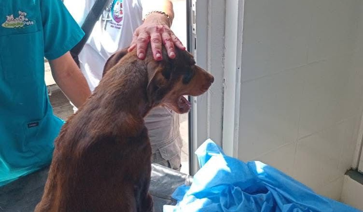 Esperanza, la perrita baleada en Colinas de San Miguel, Culiacán, necesita apoyo