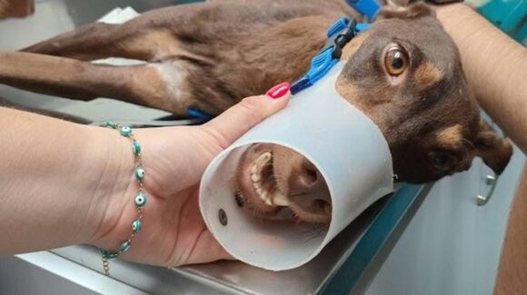 “Esperanza”, la perrita baleada en asesinato en Colinas de San Miguel, está grave; así puedes ayudar