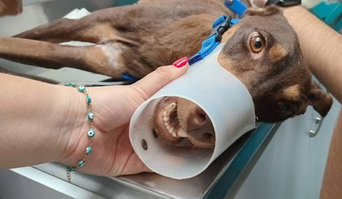 Esperanza, la perrita baleada en Colinas de San Miguel, Culiacán, necesita apoyo