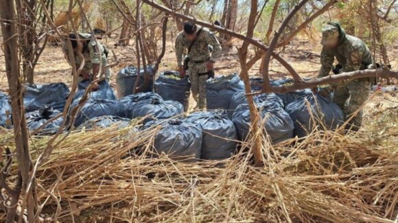 Localizan y destruyen 660 kilos de mariguana en Mocorito; tendría un valor de 2.3 mdp
