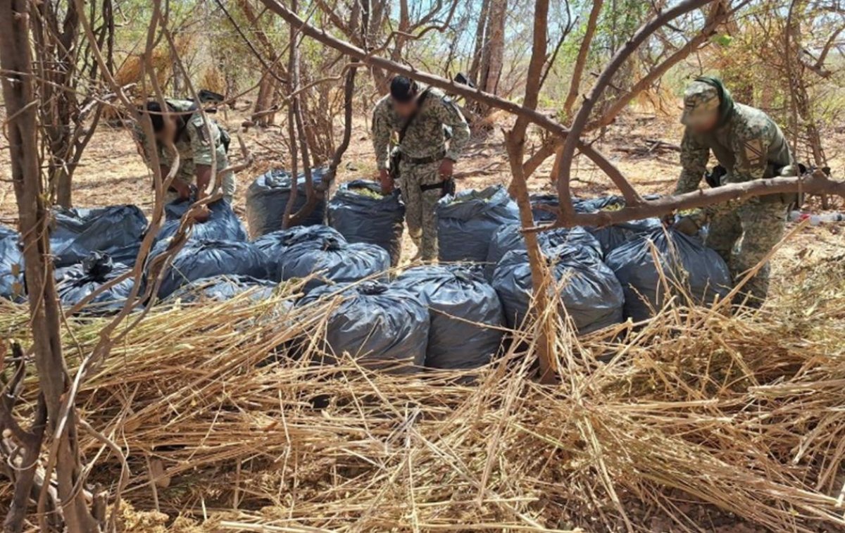 Localizan y destruyen 660 kilos de mariguana en Mocorito