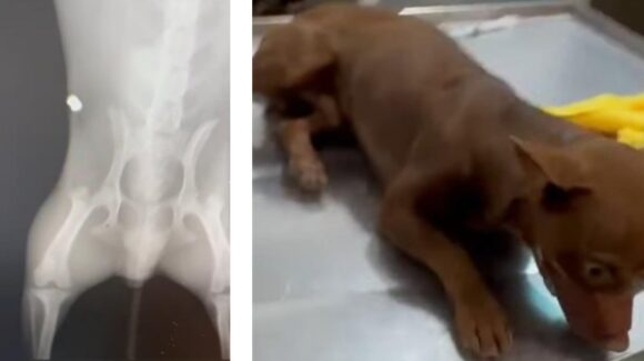 “Max” ya está fuera de peligro: perrito herido con perdigón fue operado con éxito en Guasave
