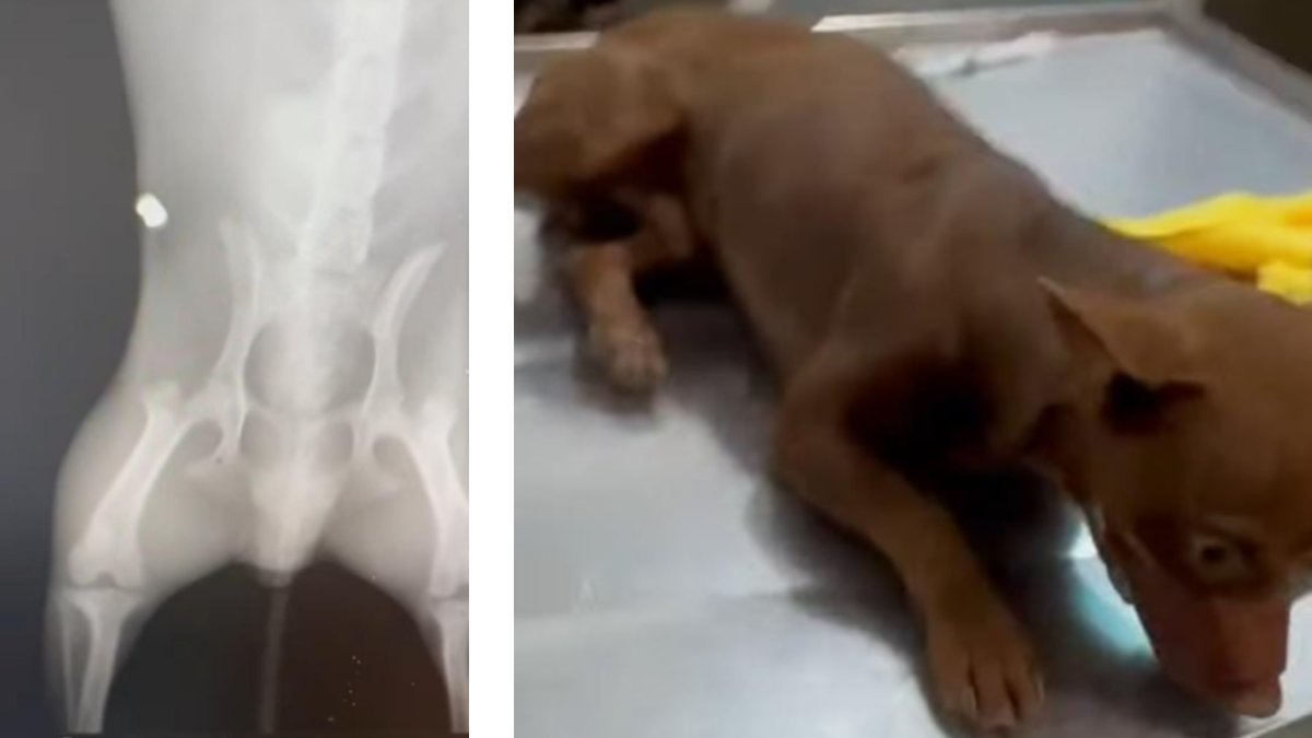 Max, perrito que fue herido con un rifle de diábolos presuntamente por un menor en Guasave
