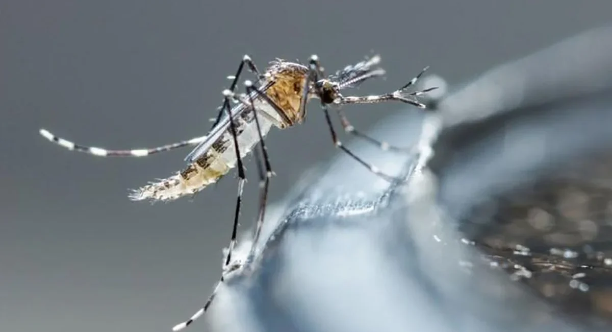 Se atienden pocos casos de dengue en Ahome, el alza es poco, pero si ameritar la hospitalización, dice sector salud