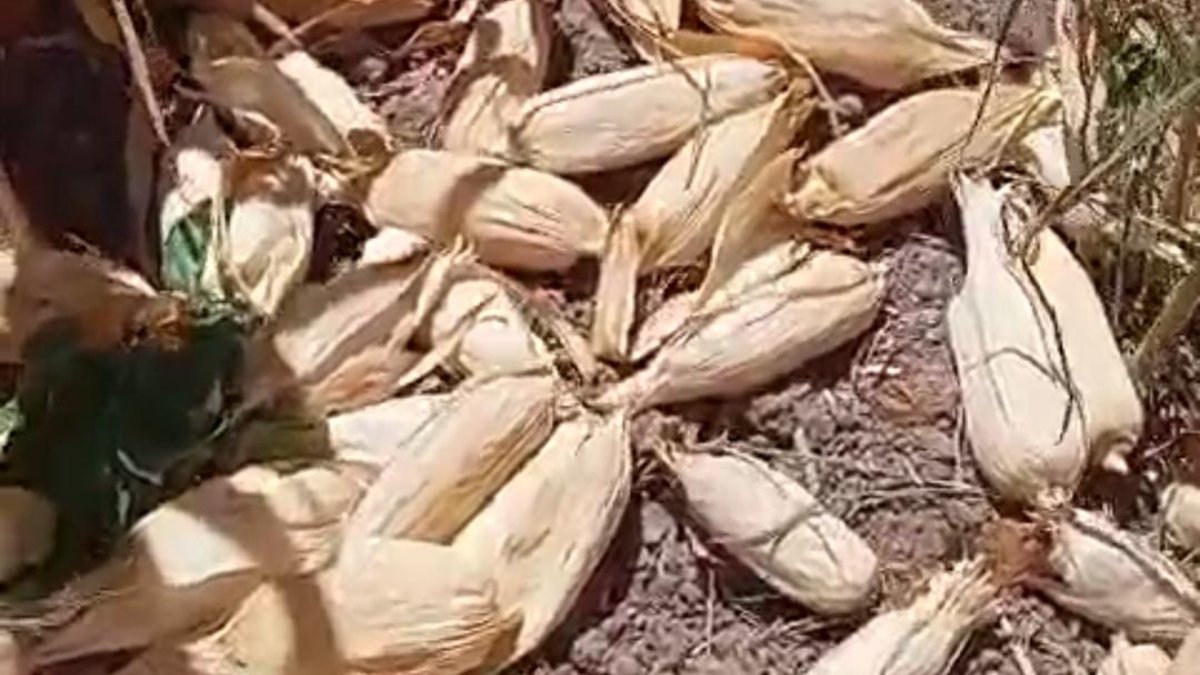 pepena de maiz en guasave