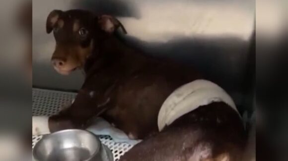 ¡Esperanza te necesita! La perrita baleada en Culiacán, busca apoyo para una semana más de hospital