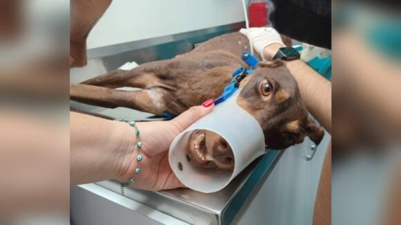 Existe partida presupuestal para atender protección animal: Vocería sobre perrita herida en ataque armado