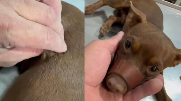 ‘Cada vez más jóvenes y con más saña’; condena animalista agresión contra perrito Max, en Guasave