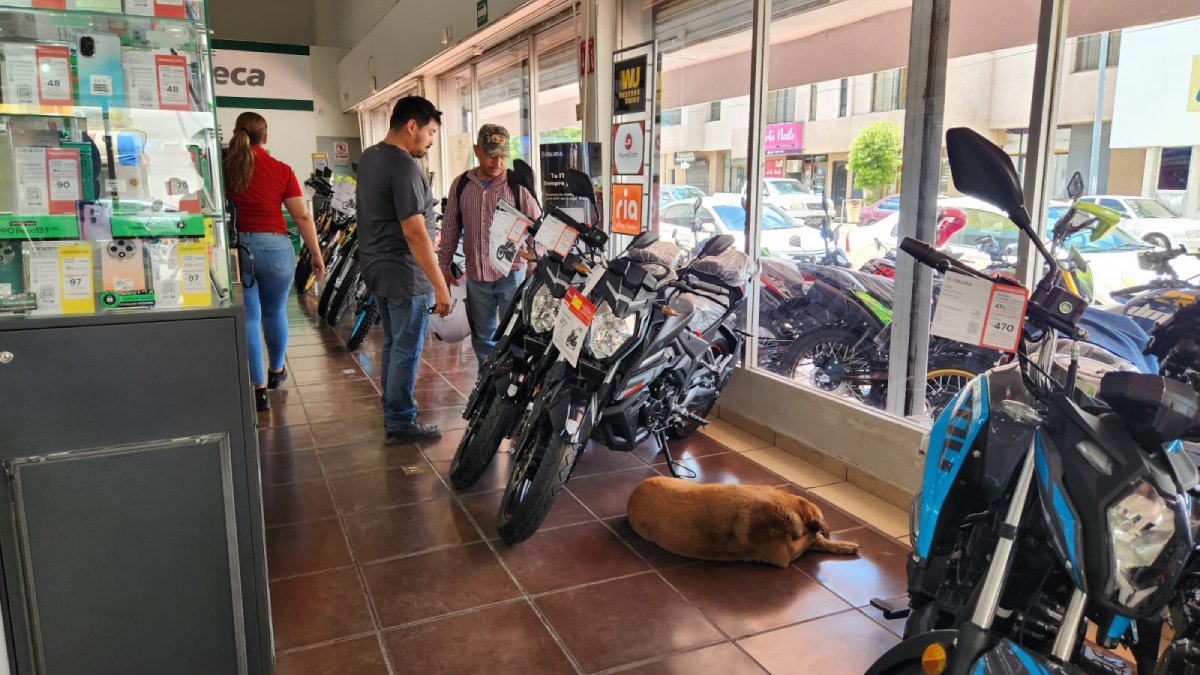 perritos del centro de Guasave se resguardan en tienda departamental