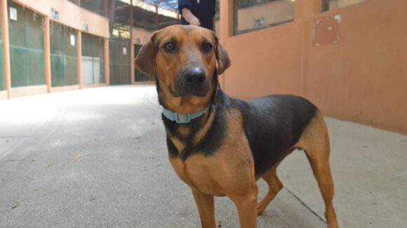 ¿Quieres adoptar un perro o gato? Se viene la sexta edición de Huellitas del Bienestar en Mazatlán