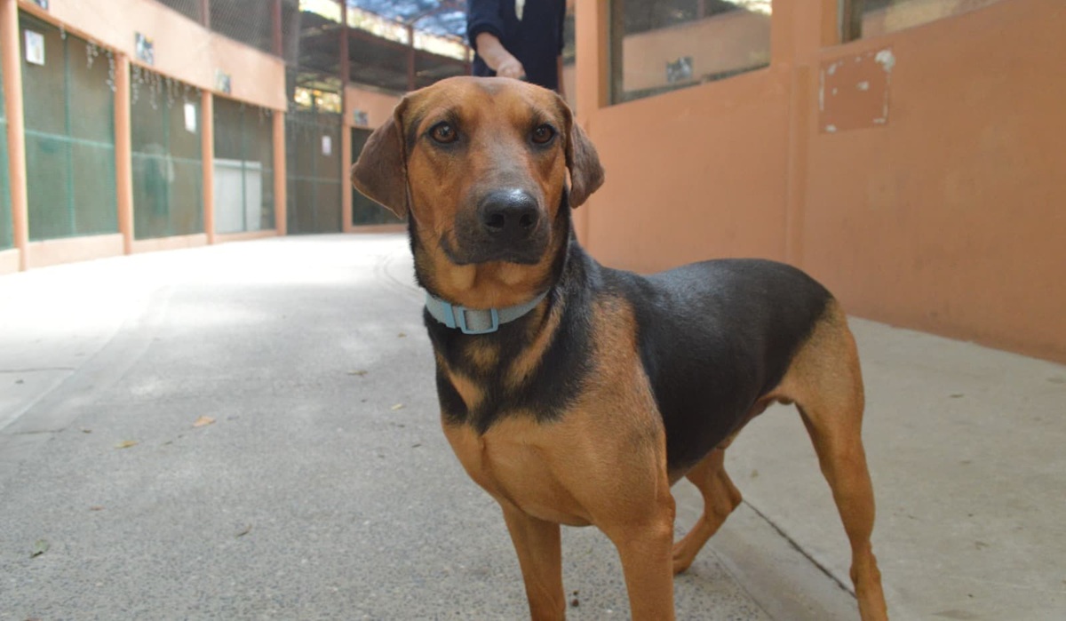 Perros en adopción en campaña Huellitas del Bienestar, en Mazatlán
