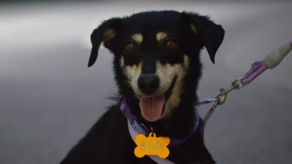 Convocan en Mazatlán, Sinaloa, al primer concurso de adiestramiento canino por el Día Mundial del Perro