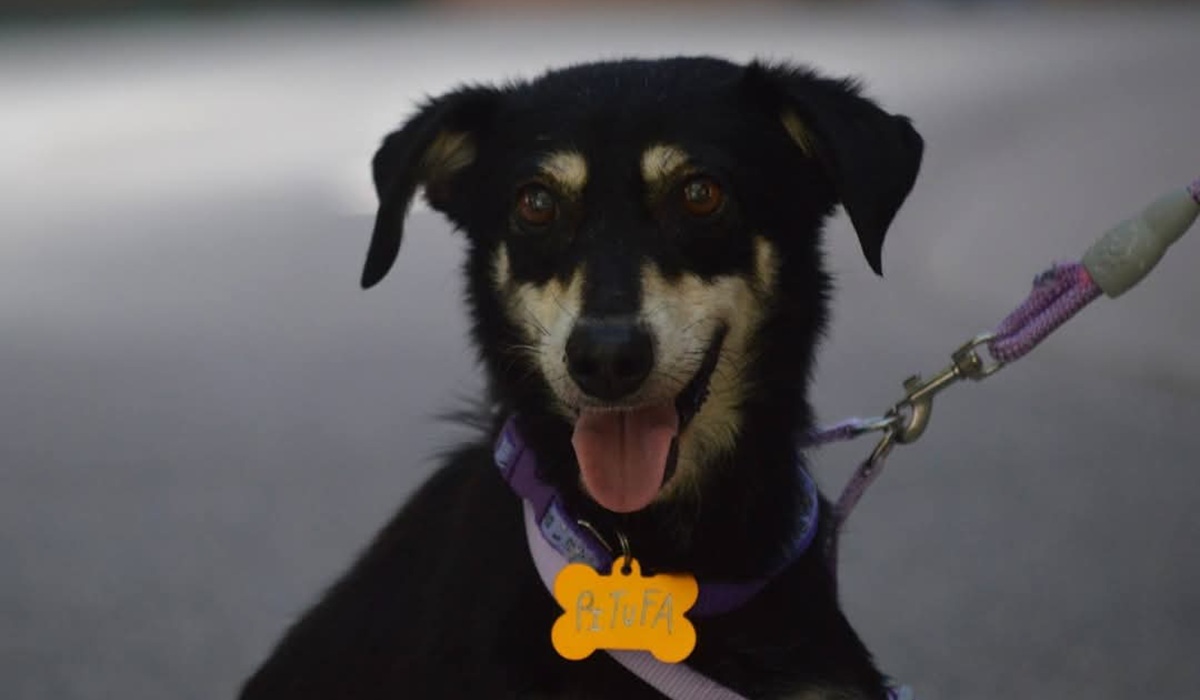 Perros en adopción en campaña Huellitas del Bienestar, en Mazatlán