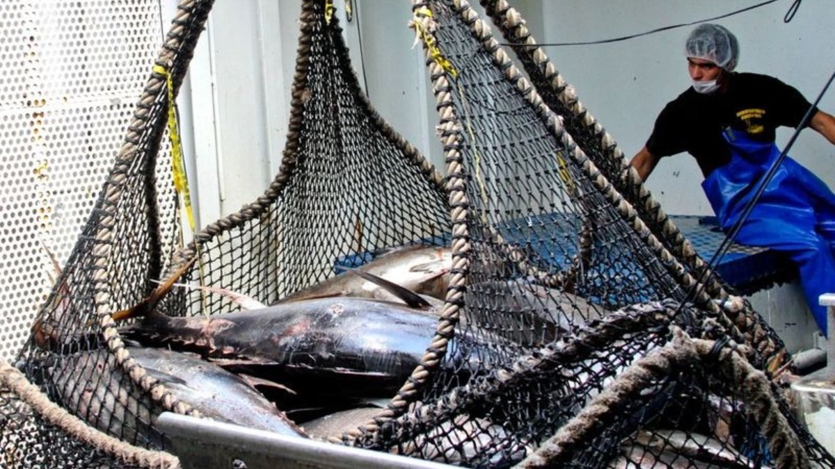 Pesca