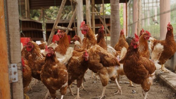 ¡Se llevan 80 pollos! De nuevo roban en granja avícola de Elota