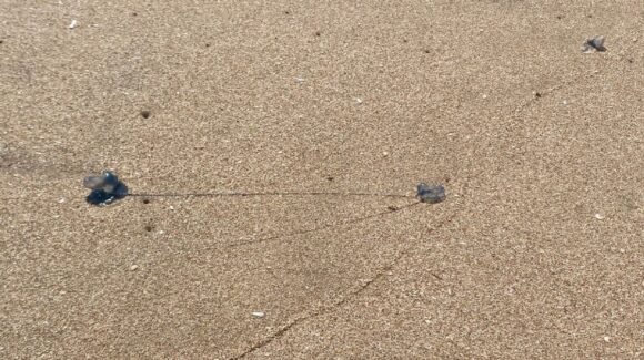 Alerta en playas de Mazatlán por presencia de quemadores; Salvamento Acuático intensifica recorridos
