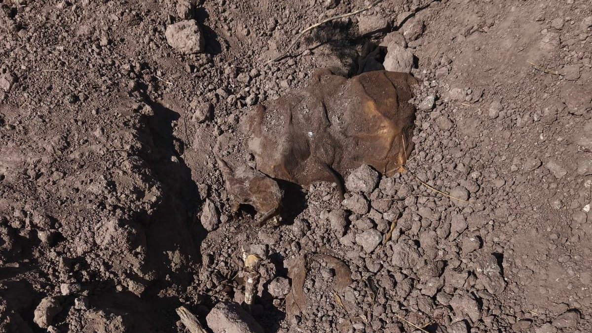 sabuesos guerreras fosas clandestinas angostura