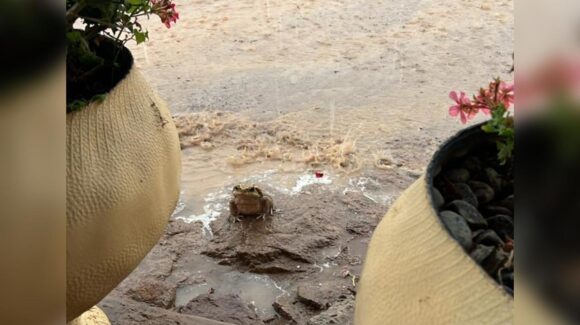 (VIDEOS) ¡Sapito anuncia la llegada de las lluvias! Cae fuerte aguacero y granizada en la sierra de Badiraguato