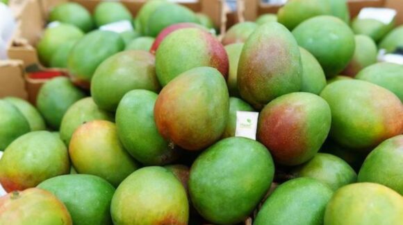 Cae 40% producción de mango en comparación al 2024 en Rosario, Sinaloa