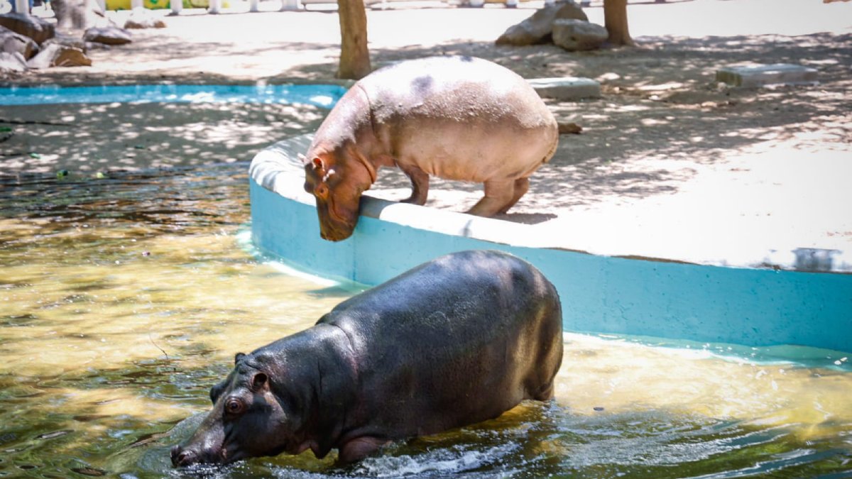 presenta Zoo de Culiacán a los dos hipopótamospresenta Zoo de Culiacán a los dos hipopótamos