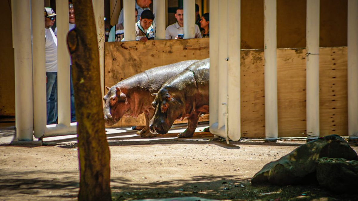 presenta Zoo de Culiacán a los dos hipopótamos