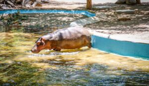Fallece hipopótamo del Zoológico de Culiacán; choque respiratorio endotóxico podría ser la causa