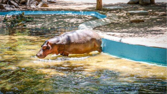 Fallece hipopótamo del Zoológico de Culiacán; choque respiratorio endotóxico podría ser la causa