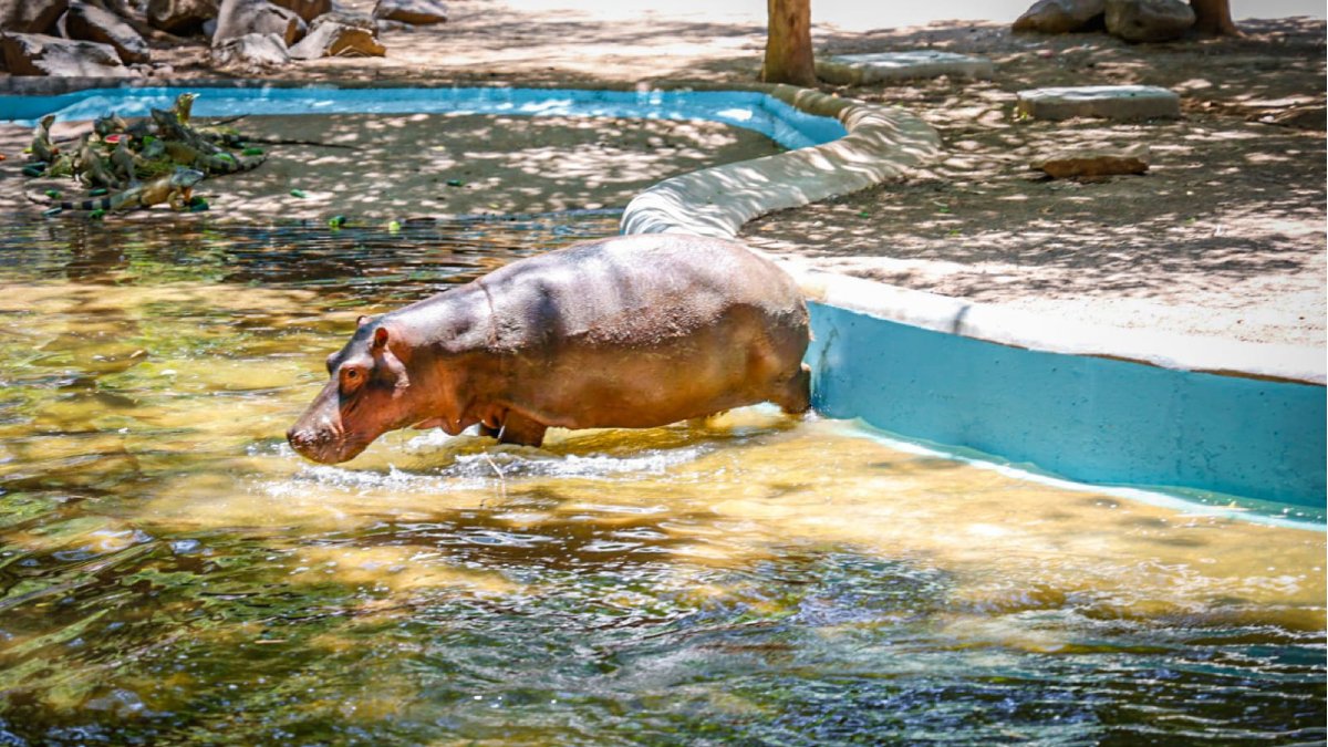 presenta Zoo de Culiacán a los dos hipopótamos