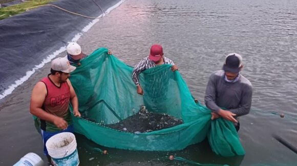 La recuperación de agua en la presa Huites da ilusión para tener buena pesca