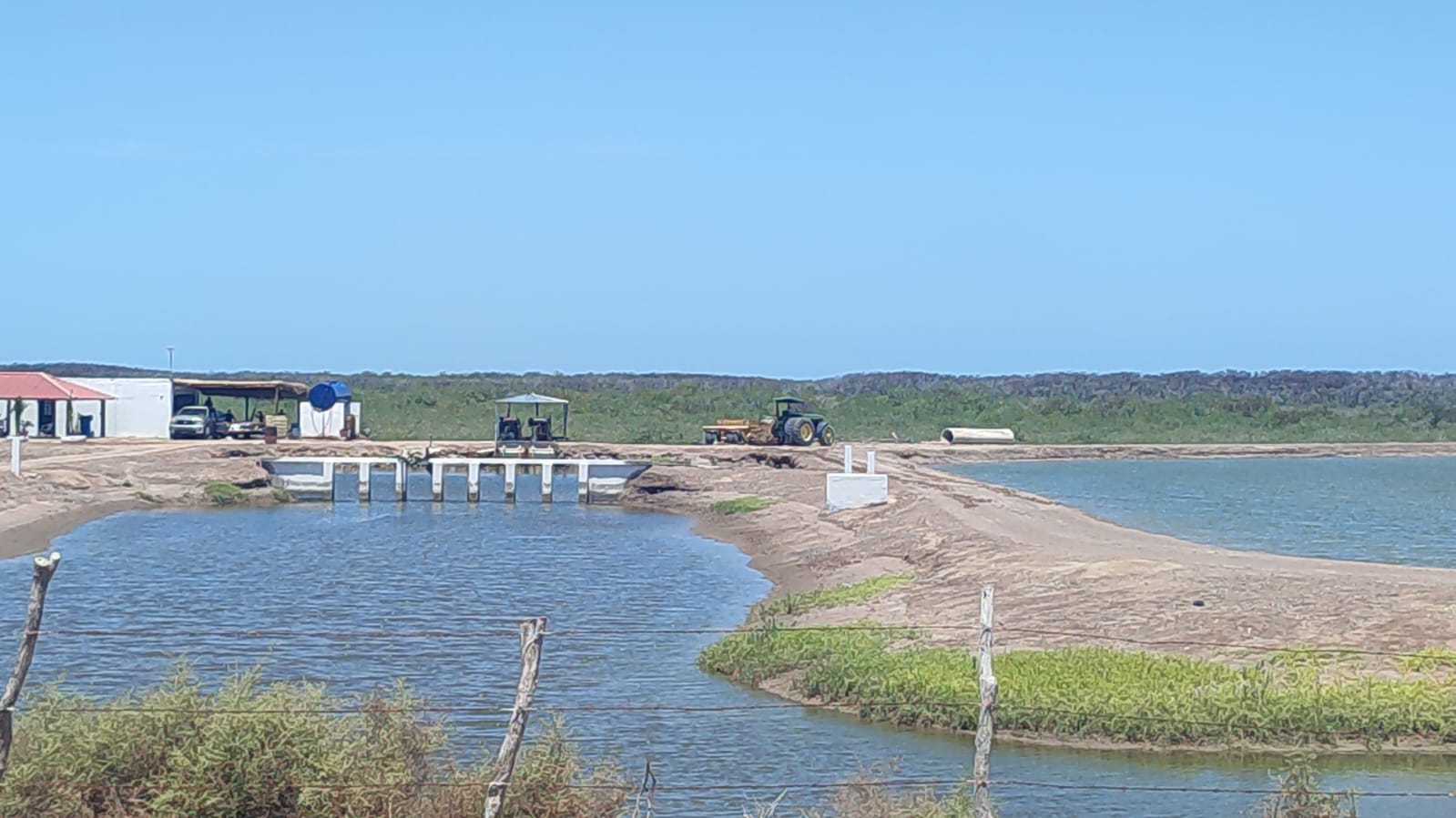 Acuacultores de Sinaloa registran 97 por ciento de avance de la cosecha de camarón de granja del primer ciclo