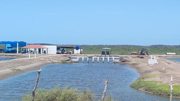 Destroza el ‘coyotaje’ a productores acuícolas en Ahome; cae precio del camarón de granja, ni la inversión sacan