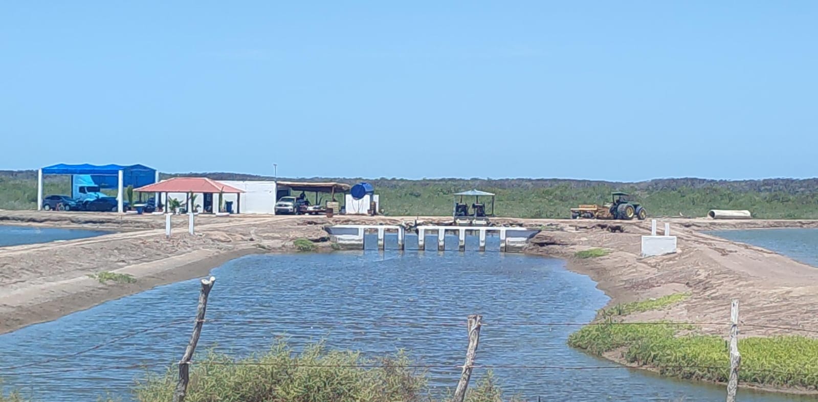 Acuacultores de Sinaloa registran 97 por ciento de avance de la cosecha de camarón de granja del primer ciclo