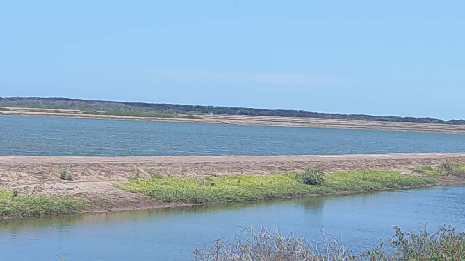 Acuacultores de Sinaloa registran 97 por ciento de avance de la cosecha de camarón de granja del primer ciclo