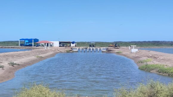 Acuacultores de Sinaloa registran 97% de avance de la cosecha de camarón de granja del primer ciclo
