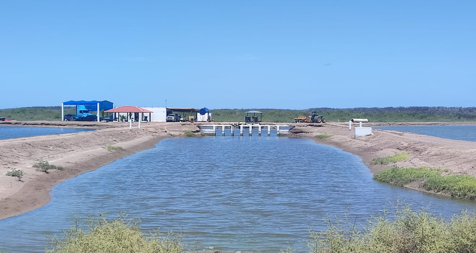 Acuacultores de Sinaloa registran 97 por ciento de avance de la cosecha de camarón de granja del primer ciclo