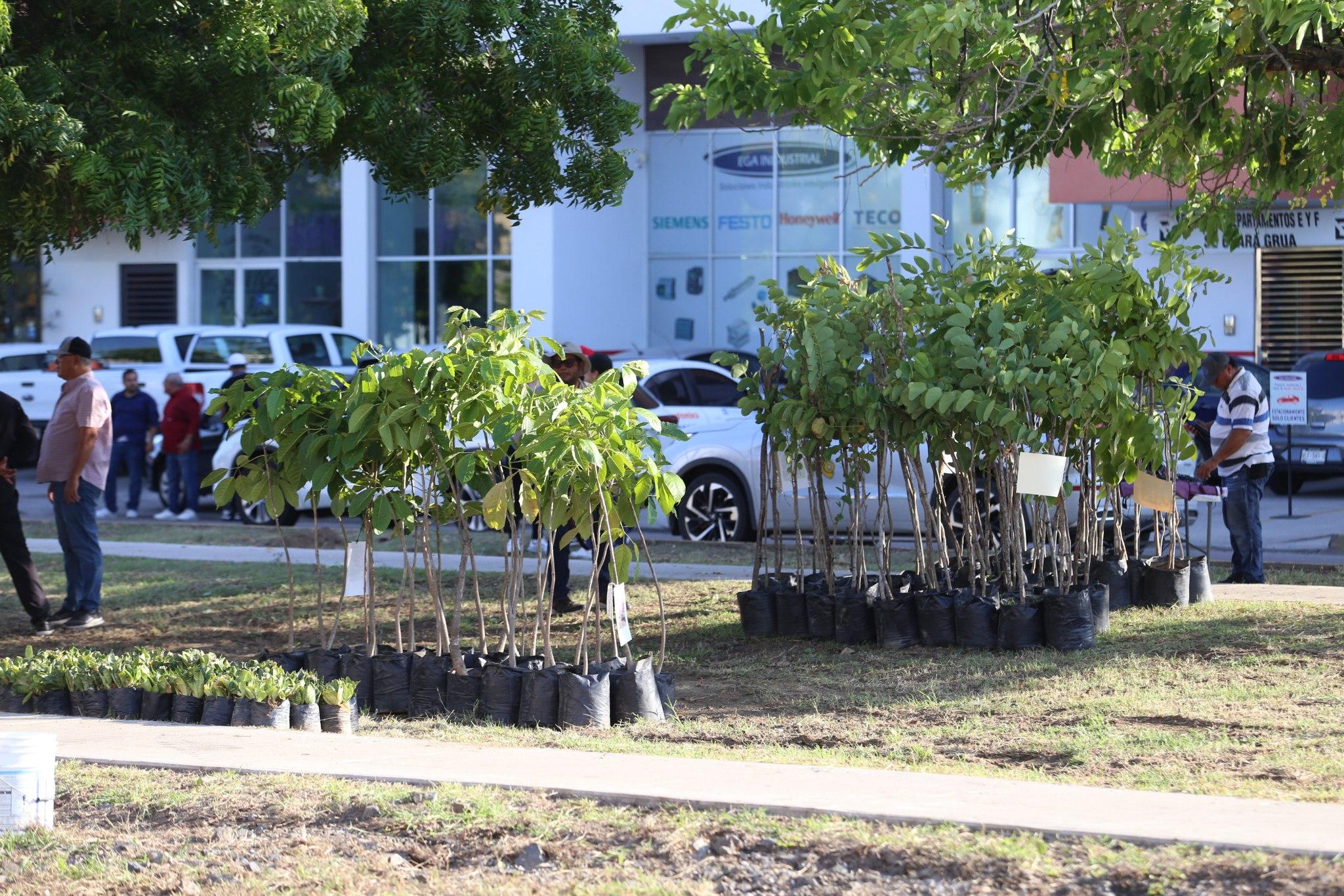 Arranca Campaña de Reforestación y Embellecimiento por un Mazatlán verde