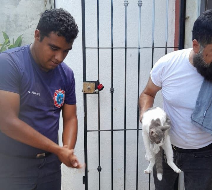 Bomberos de Mazatlán rescatan a gatito atrapado en motor de au