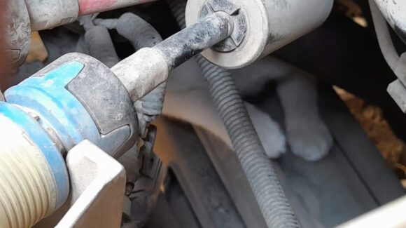 ¡Misión felina cumplida! Bomberos de Mazatlán rescatan a gatito atrapado en motor de auto