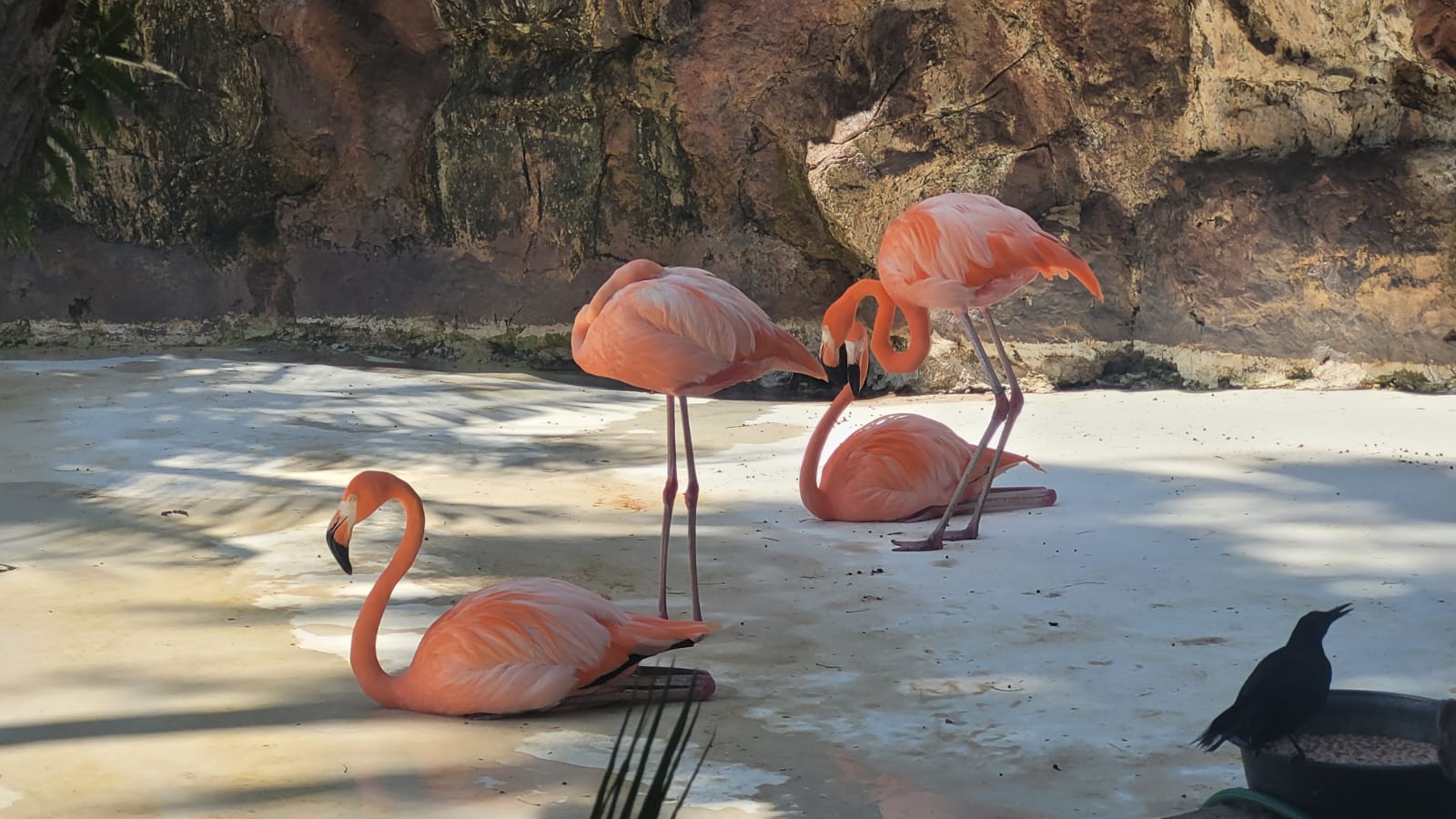Conviértete en explorador visitando el Gran Acuario Mazatlán
