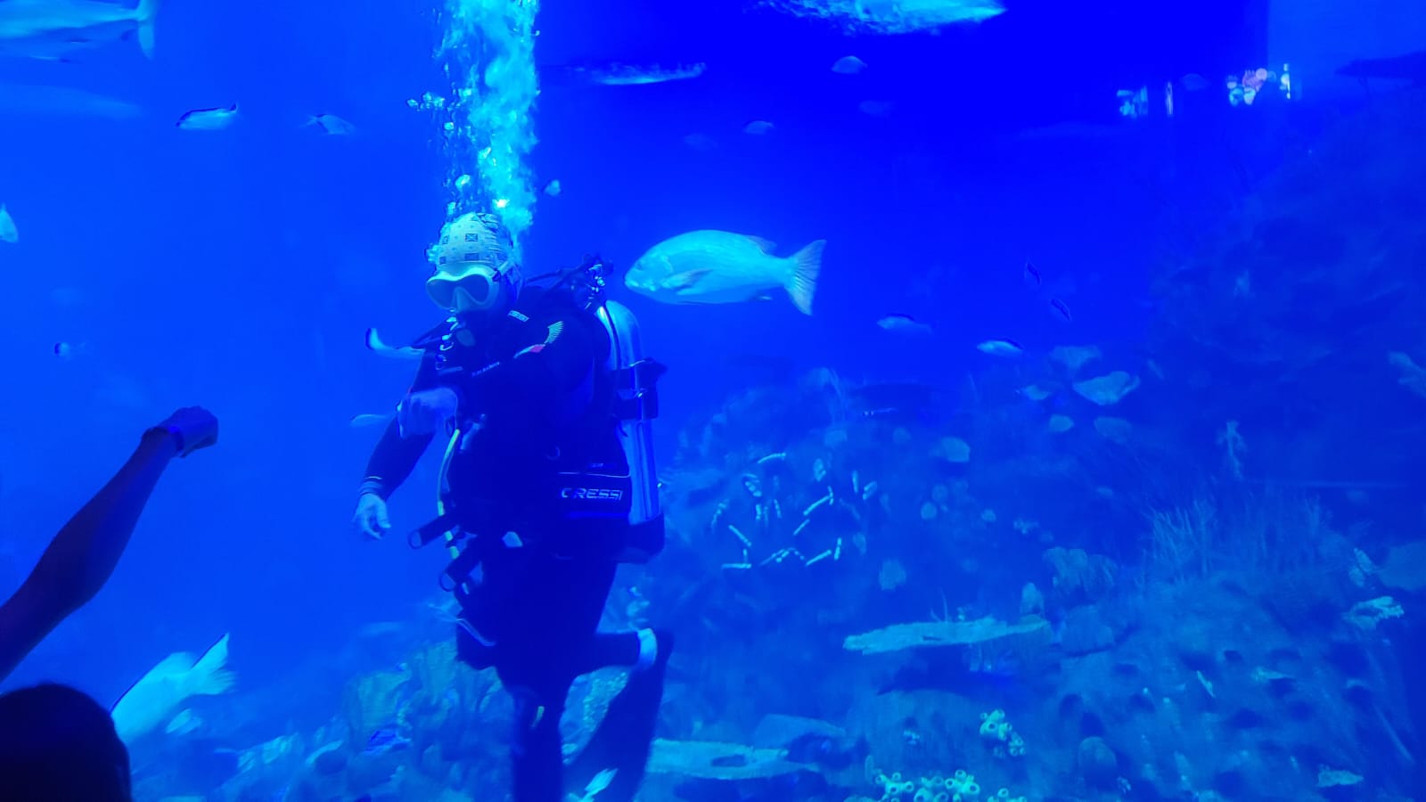 Conviértete en explorador visitando el Gran Acuario Mazatlán