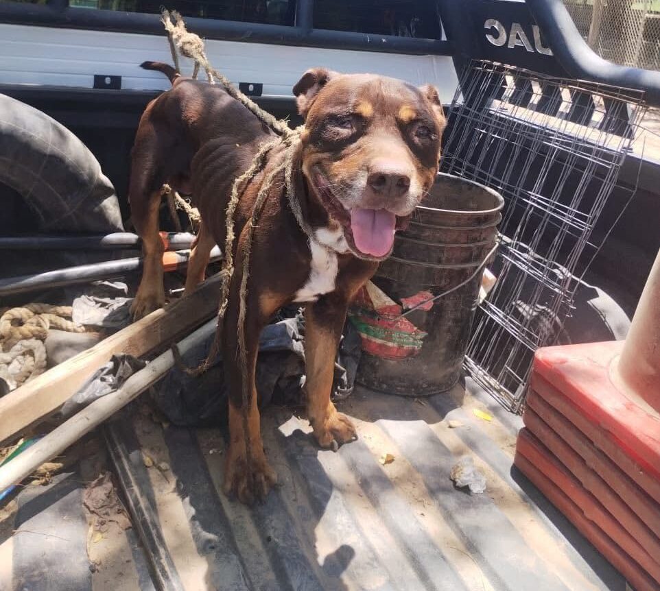 perrito en estado de abandono